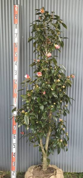 2　椿　月の輪　195ｃm【特選　常緑】おしゃれな花木