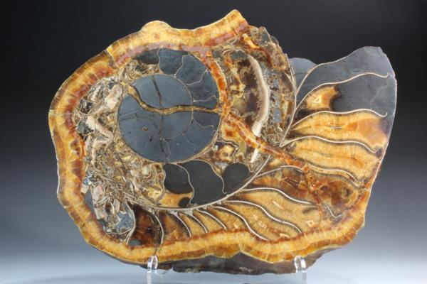 MF 化石 メノウ化! 美麗ロシア産 巨大アンモナイト・スライス!!_1