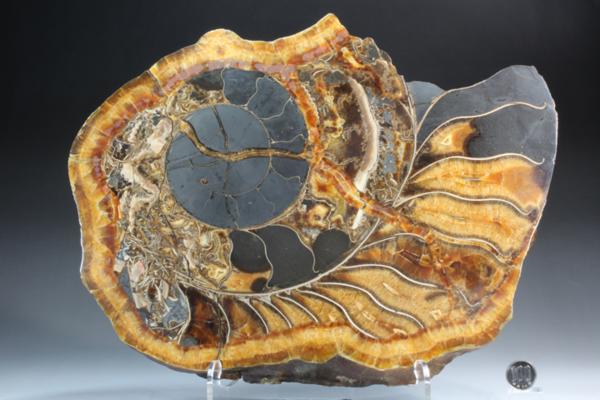 MF 化石 メノウ化! 美麗ロシア産 巨大アンモナイト・スライス!!_10