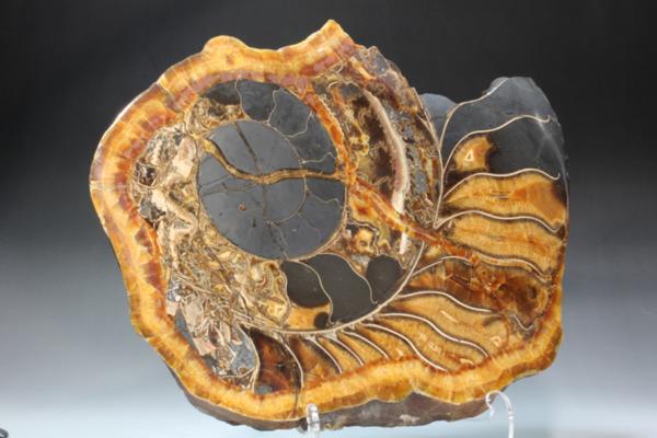 MF 化石 メノウ化! 美麗ロシア産 巨大アンモナイト・スライス!!_2