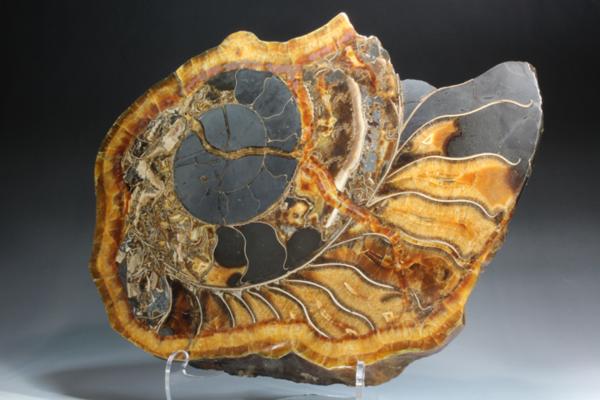 MF 化石 メノウ化! 美麗ロシア産 巨大アンモナイト・スライス!!_3