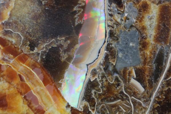 MF 化石 メノウ化! 美麗ロシア産 巨大アンモナイト・スライス!!_5