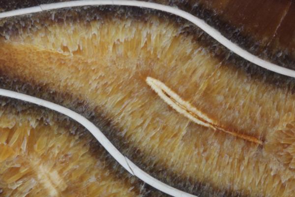 MF 化石 メノウ化! 美麗ロシア産 巨大アンモナイト・スライス!!_6