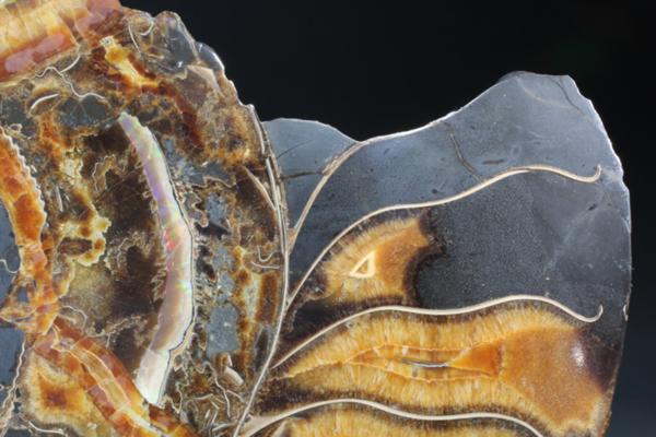 MF 化石 メノウ化! 美麗ロシア産 巨大アンモナイト・スライス!!_7