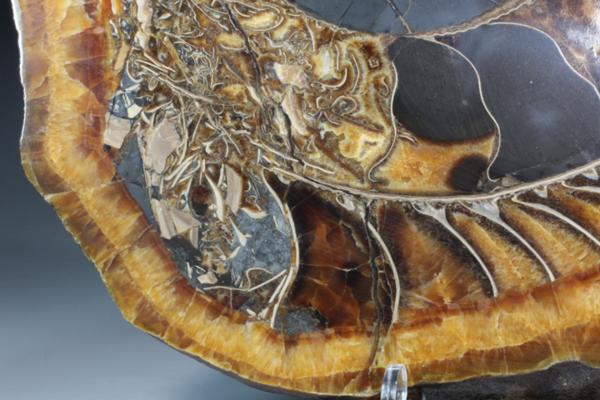 MF 化石 メノウ化! 美麗ロシア産 巨大アンモナイト・スライス!!_8