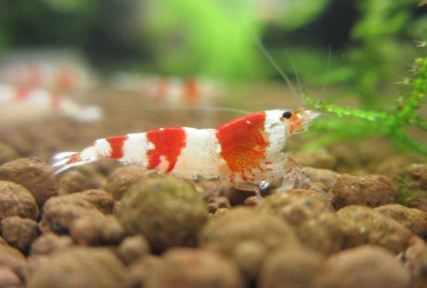 ♪レッドビーシュリンプバンド30匹＋補償3匹♪