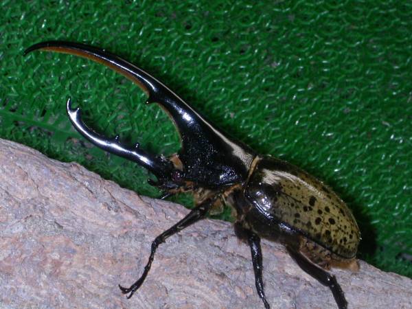 ■ヘラクレス牧場 ヘラヘラ ♂・♀1ペア ♂のみ後食済 №06-04