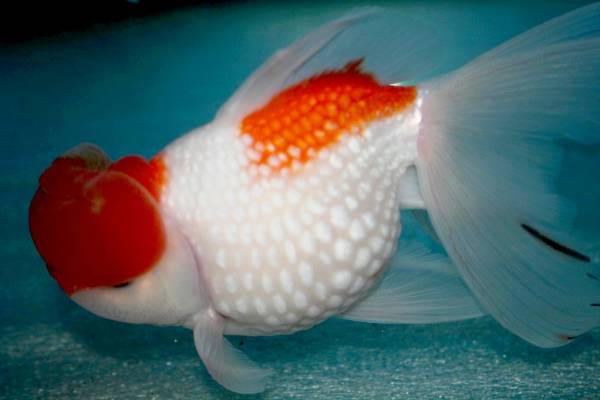 浜錦　　２歳　　三色　１5センチ前後