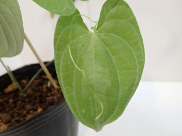 □ディオスコレア ドデカネウラ?? Dioscorea sp.
