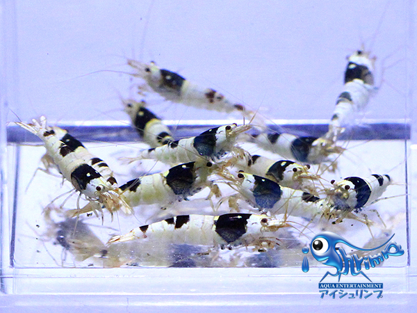 【iShrimp】ブラックビーシュリンプ日の丸10匹+2匹（保障）　