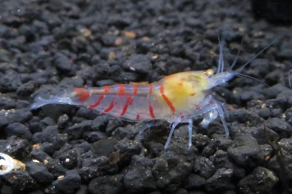 12＜water-flap＞レッドアムールゴールドアイ3匹セット