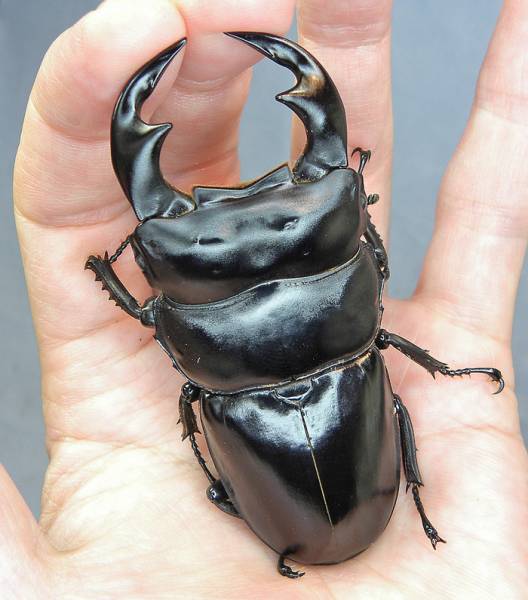 インド アンタエウス サディア( F6)♂79.5ｍｍ♀47.5ｍｍ