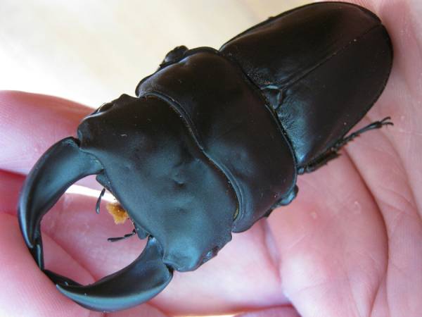 ●● 【海南島 五指山】 ホペイ ♀45ミリ使用済＋おまけ ●●