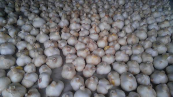 ジャンボニンニク中玉以上箱込み約10キロ ジャンボにんにく10キロ 8000円～