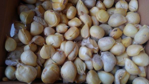 ジャンボニンニク中玉以上箱込み約10キロ ジャンボにんにく10キロ 8000円～