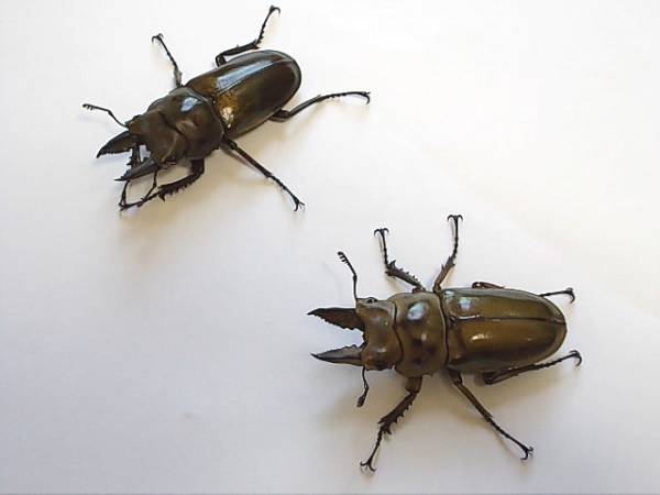 ババオウゴンオニクワガタ　２ペアセットその2
