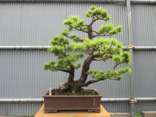 五葉松(松国宝）