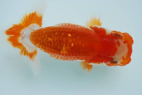 ★らんちゅう小判★　当歳魚　OF氏日らん東大関系統（F31）