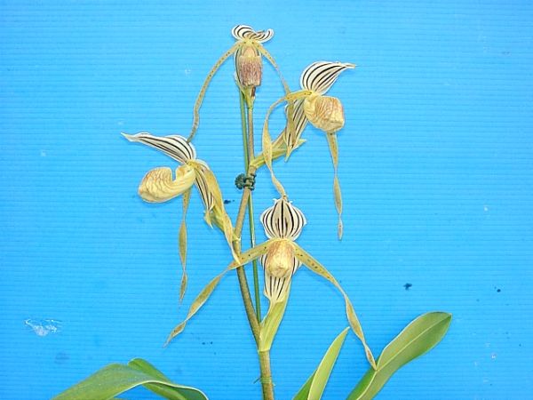 洋蘭 Paph.Paph.topperi