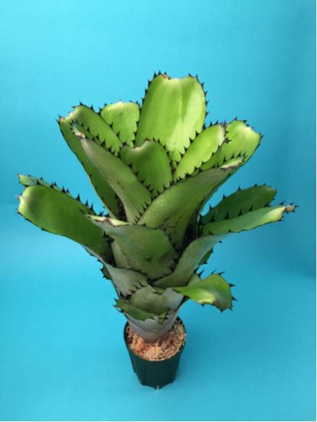 ビルベルギア サンデリアナ Billbergia sanderiana 原種 美株 【公式通販】