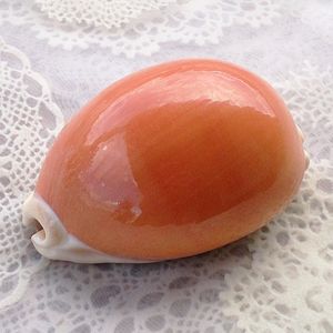 ナンヨウダカラのYahoo!オークション(旧ヤフオク!)の相場・価格を見る