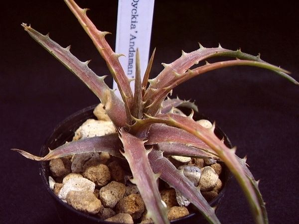 Dyckia pectinata - ペクチナータ ルブラ)成長 Yahoo!オークション