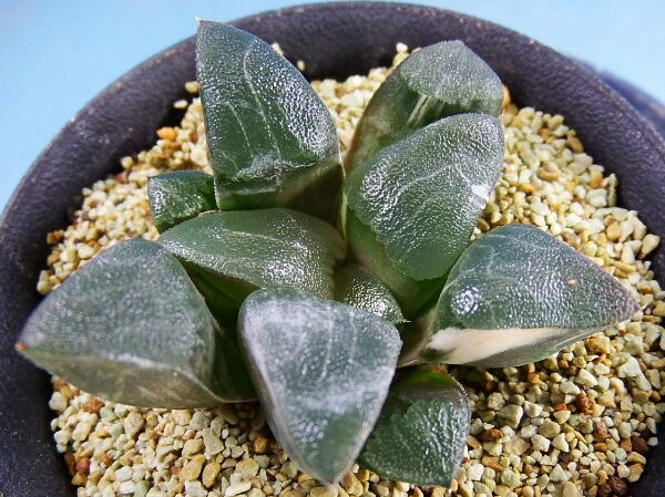 サボテン 多肉植物　3　ハオルチア　大窓コレクタ錦 極上見込み