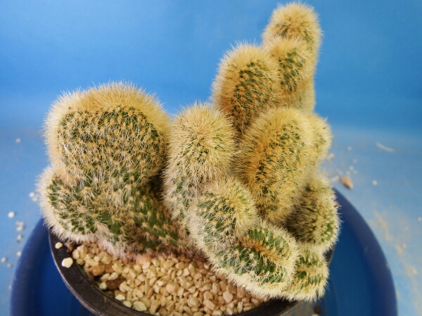 サボテン サボテン 多肉植物 115 Cleistocactus parapetiensis 綴化 ロクサント
