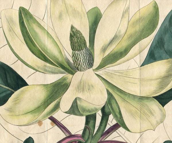 1809年 Curtis Botanical Magazine 大判~モクレンの仲間