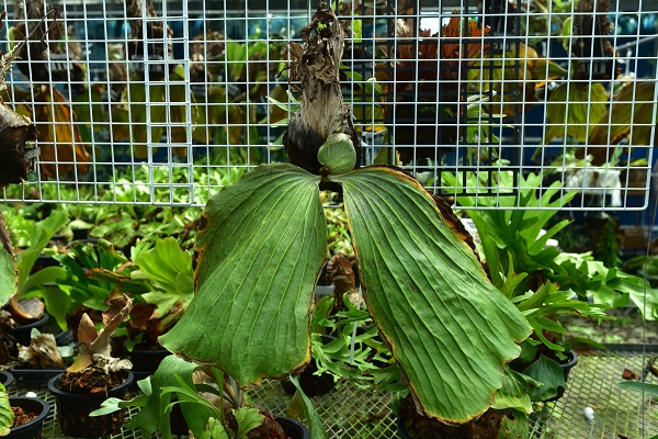 P.elephantotis②　@bikamori.com ビカクシダ