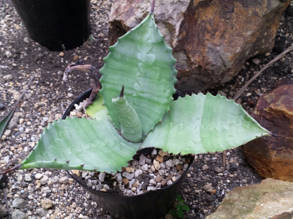 アガベ サルミアナ Mr リップル Agave salmiana cv.Mr Ripple
