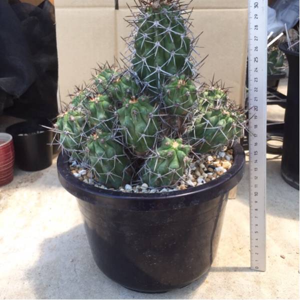 Copiapoa コピアポア | malletianaコピアポア・マレッティアーナ・実生