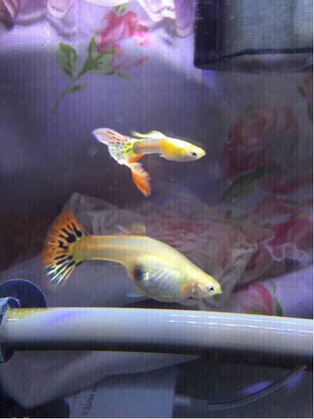 ゴールデンプラチナメデューサ♂♀20匹_1