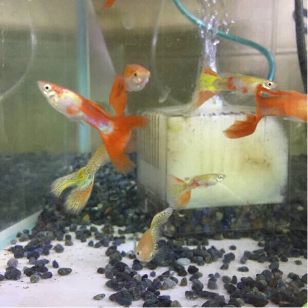 ゴールデンプラチナメデューサ♂♀20匹_2