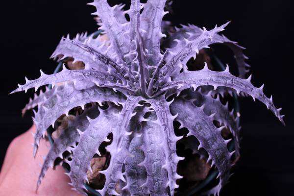 Dyckia Somerset 'Prince’ プリンス