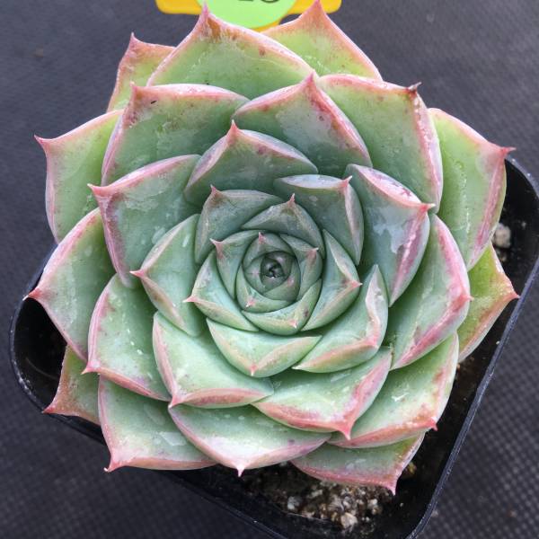 E145 多肉 エケベリア Echeveria Heeya 新品種 By Canghee