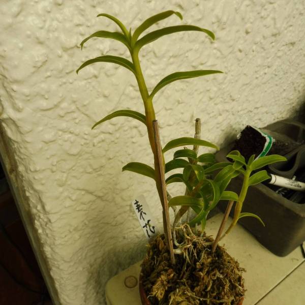 キバナノセッコク　素心花「深芳野」　　セッコク　長生蘭　富貴蘭 キバナノセッコク | 富貴蘭 Sky Colorless 長生蘭 「深芳野」 素心花