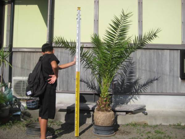 お得，大得価 １円 カナリーヤシ フェニックス(植木、庭木)｜売買されたオークション情報、yahooの商品情報をアーカイブ公開 - オークファン 植木、庭木