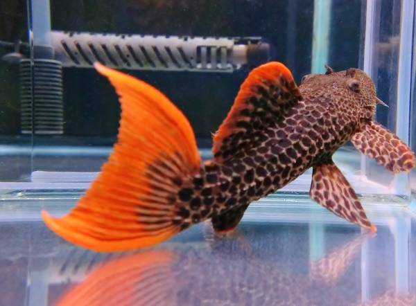 約１３cm+極美個体★★【スーパーローライマ】★★