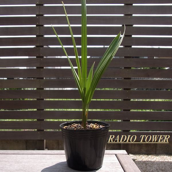 ヤシの木【ココスヤシ5ポット】南の島ハワイ/アジアンリゾート