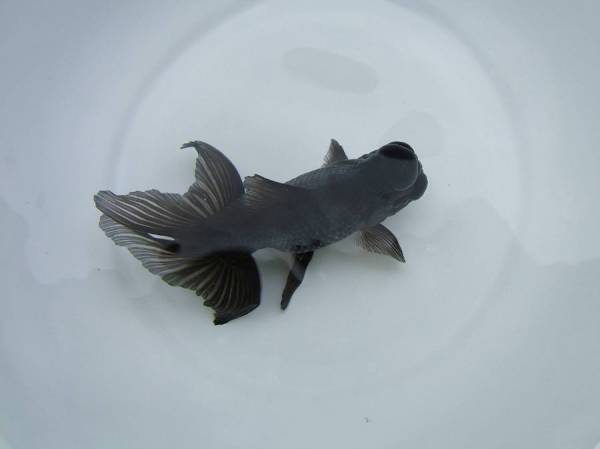 ☆・Suzuki Azuma/B・ドラ・☆ bd8-003