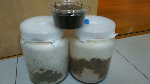 スマトラNEOヴァリアント97×MT血統ZⅡout×Kaiser48幼虫２匹α