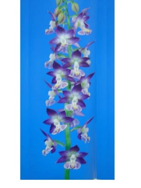 ◎えびね欄　９５　紫雲梅　山野草エビネラン