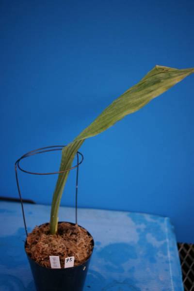 ◎えびね欄　９５　紫雲梅　山野草エビネラン