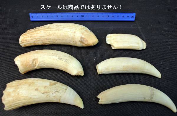 鯨の歯6本組＜A＞ 約570g y07-124294 アンティーク