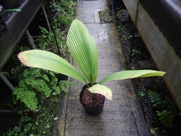 160954☆AO☆ヨハネス　ジョーイヤシの中株