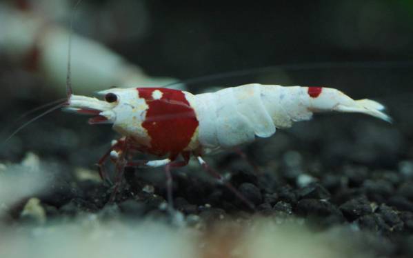 ★☆涼風シュリンプ　レッドビーペアー☆★