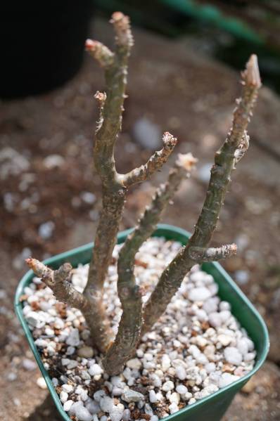 塊根植物　ペラルゴニウム・エキナツム＊目覚め始めた、、
