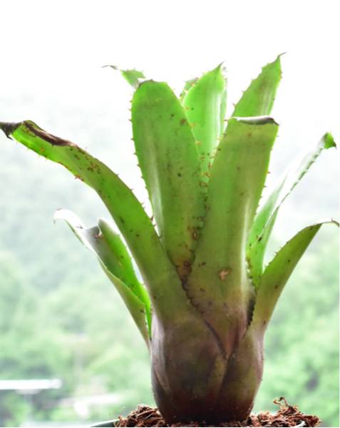 大株　ホヘンベルギアHohenbergia Purple Majesty