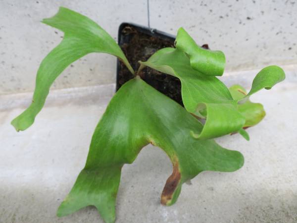 （◎＿◎；）★ビカク野郎★Platycerium 'Wonder'★★★★★